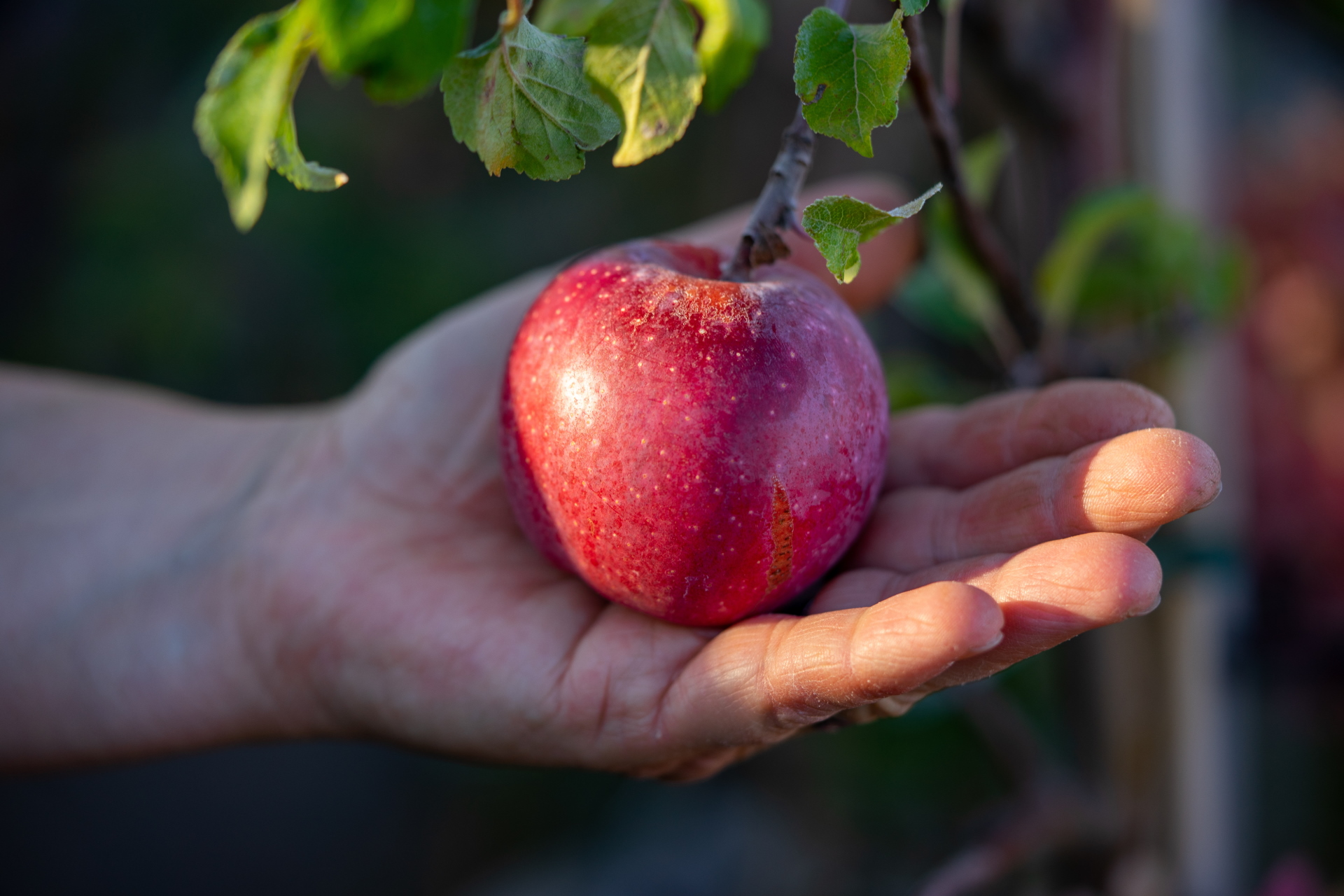 Baumschule & Gartenbau van Pütten START