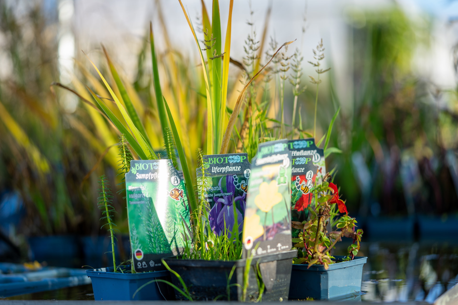 Baumschule & Gartenbau van Pütten UNSER SORTIMENT
